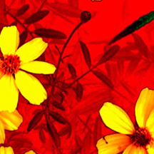 高端商业定制的DDOS网页端